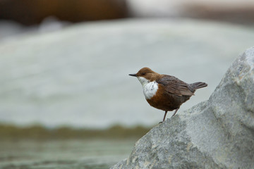 Wildlife