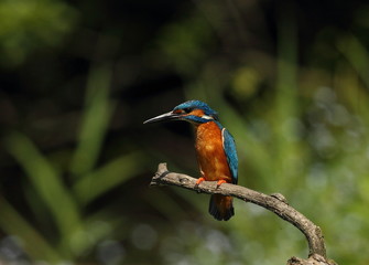 Wildlife