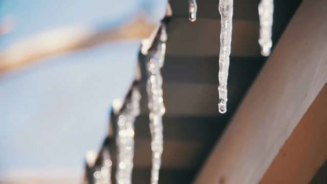 Winter Icicles Melting on the Roof Under the Spring Sun and Dripping from their Tips. Slow Motion
