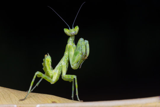 alien, ambush, animal, arthropod, background, Mantis from family Sphondromantis (probably Spondromantis viridis) giant African mantis or bush mantis.