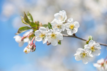 Apfelbaum Blüte am Zweig ist am blühen mit Sonnenschein