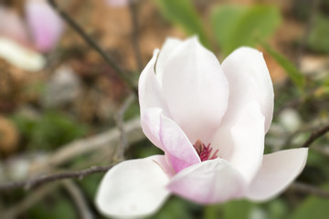 Fototapeta na wymiar colorful of magnolia flower,white and pink flower with blur effect