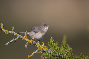 Wildlife