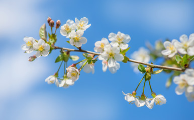 Blüte am Zweig vom Apfelbaum ist am blühen, es ist sonnig und warm