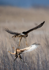 Wildlife