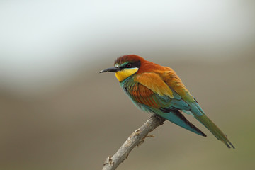 Animal