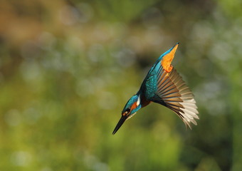 Wildlife