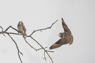 Wildlife