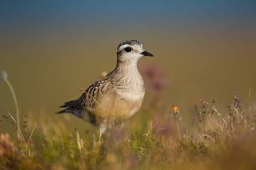 Wildlife