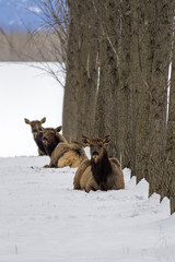 Three elk laying in the snow.