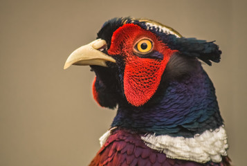 Fasan Portrait