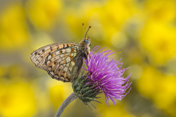 Wildlife