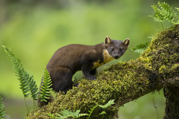 Wildlife