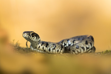 Wildlife