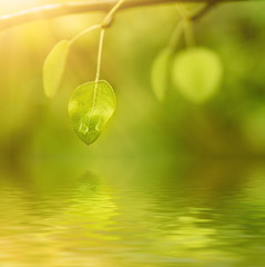 Sunny green summer leaves in the woods, eco natural seasonal background with copy space and water reflection