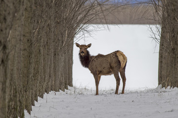 Elk stands alone within orchard.