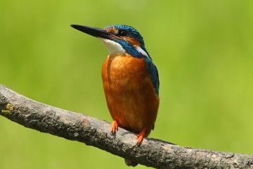 Wildlife