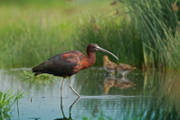 Wildlife