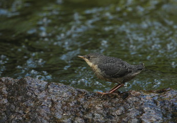 Wildlife