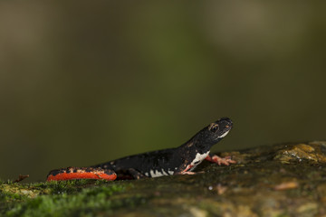 Wildlife