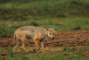 Wildlife