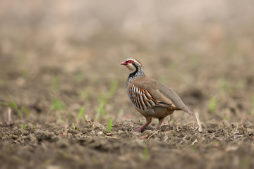 Wildlife