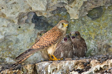 Wildlife