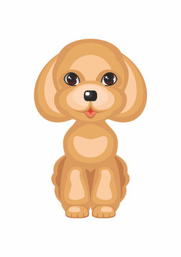 Toy poodle. Vector image of a cute purebred dogs in cartoon style.