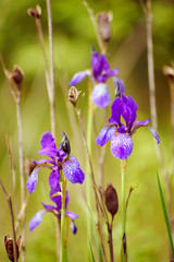 Violet iris flower growing in nature, summer seasonal floral background