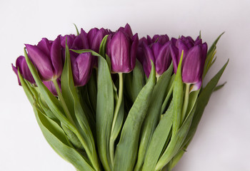 Tulips