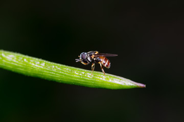  High-resolution macro photo of hoverfly perched on  leaf with a black backdrop, showing its...