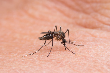 Close-up of a mosquito sucking blood