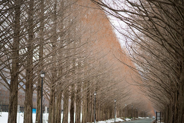 Metasequoia Tree-lined street,shiga,tourism of japan