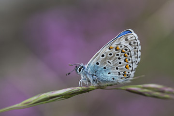 Obraz premium Wildlife