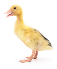 One yellow duckling.