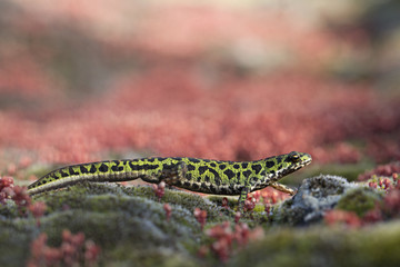 Wildlife