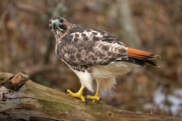 Wildlife