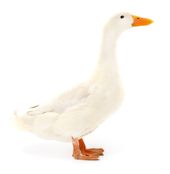 Duck on white.