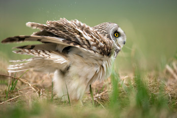 Wildlife