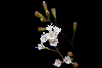 Close-up image of delicate white gypsophila flowers blooming on slender stems, isolated against...