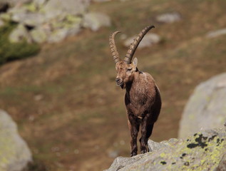 animal