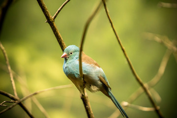 Bullfinch sitiing on branch