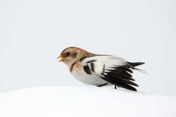 animal