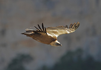 animal