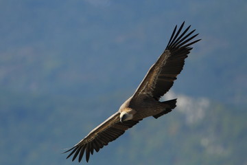 animal