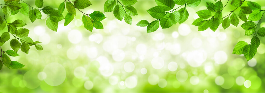 Bokeh Hintergrund mit grünen Blättern