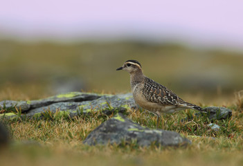 animal