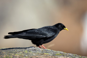 animal