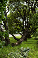 Fototapeta na wymiar City park with bushes, trees and grass