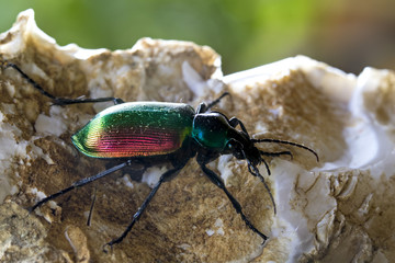 Fototapeta premium animal